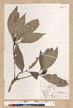 Machilus psendolongifolia Hayata 假長葉楠
