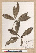 Machilus psendolongifolia Hayata 假長葉楠