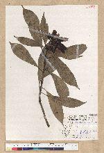 Machilus psendolongifolia Hayata 假長葉楠
