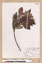 Machilus japonica Siebold et Zucc. var. kusanoi (Hayata) Liao 大葉楠