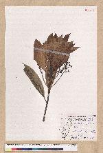 Machilus japonica Siebold et Zucc. var. kusanoi (Hayata) Liao 大葉楠