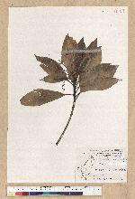 Machilus psendolongifolia Hayata 假長葉楠