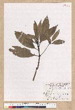 Machilus psendolongifolia Hayata 假長葉楠