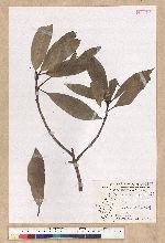 Machilus psendolongifolia Hayata 假長葉楠
