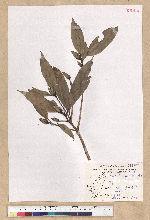 Machilus psendolongifolia Hayata 假長葉楠