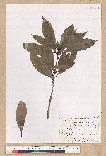 Machilus psendolongifolia Hayata 假長葉楠