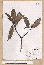 Machilus psendolongifolia Hayata 假長葉楠