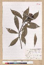 Machilus psendolongifolia Hayata 假長葉楠