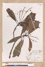 Machilus konishii Hayata 小西氏楠