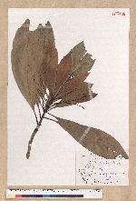 Machilus konishii Hayata 小西氏楠