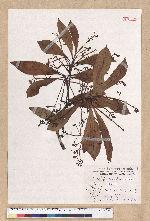 Machilus konishii Hayata 小西氏楠