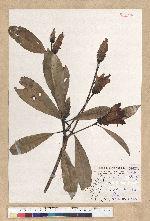 Machilus psendolongifolia Hayata 假長葉楠