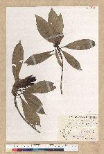 Machilus psendolongifolia Hayata 假長葉楠