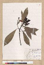 Machilus psendolongifolia Hayata 假長葉楠