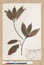 Machilus zuihoensis Hayata 香楠