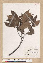 Machilus zuihoensis Hayata 香楠