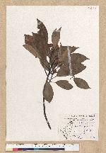 Machilus zuihoensis Hayata 香楠