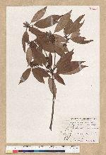 Neolitsea aciculata (Blume) Koidz. 銳葉新木薑子
