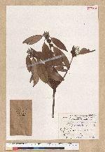 Neolitsea aciculata (Blume) Koidz. 銳葉新木薑子