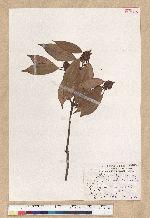 Neolitsea aciculata (Blume) Koidz. 銳葉新木薑子