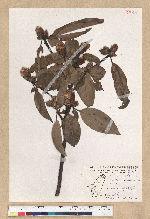 Machilus zuihoensis Hayata var. mushaensis (Lu) Y. C. Liu 青葉楠(霧社楨楠)