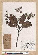 Machilus zuihoensis Hayata var. mushaensis (Lu) Y. C. Liu 青葉楠(霧社楨楠)