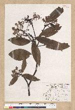Machilus zuihoensis Hayata var. mushaensis (Lu) Y. C. Liu 青葉楠(霧社楨楠)