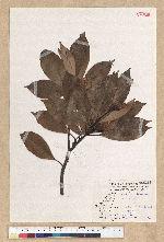 Machilus thunbergii Siebold & Zucc. 紅楠(豬腳楠)