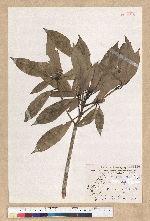 Machilus psendolongifolia Hayata 假長葉楠