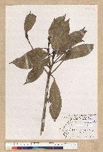 Machilus psendolongifolia Hayata 假長葉楠