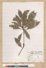 Machilus psendolongifolia Hayata 假長葉楠