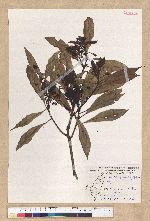 Machilus psendolongifolia Hayata 假長葉楠