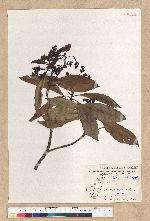 Machilus psendolongifolia Hayata 假長葉楠