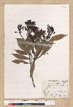 Machilus psendolongifolia Hayata 假長葉楠