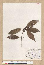 Neolitsea aciculata (Blume) Koidz. var. variabillima (Hayata) J. C. Liao 變葉新木薑子