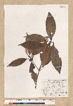 Neolitsea aciculata (Blume) Koidz. var. variabillima (Hayata) J. C. Liao 變葉新木薑子