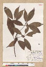 Neolitsea aciculata (Blume) Koidz. var. variabillima (Hayata) J. C. Liao 變葉新木薑子