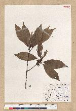 Neolitsea aciculata (Blume) Koidz. var. variabillima (Hayata) J. C. Liao 變葉新木薑子