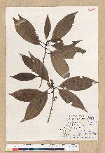 Neolitsea aciculata (Blume) Koidz. var. variabillima (Hayata) J. C. Liao 變葉新木薑子