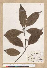 Neolitsea aciculata (Blume) Koidz. var. variabillima (Hayata) J. C. Liao 變葉新木薑子