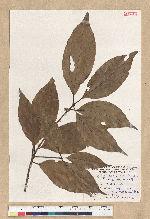 Neolitsea aciculata (Blume) Koidz. var. variabillima (Hayata) J. C. Liao 變葉新木薑子