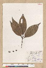 Neolitsea aciculata (Blume) Koidz. var. variabillima (Hayata) J. C. Liao 變葉新木薑子