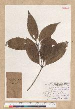 Neolitsea aciculata (Blume) Koidz. var. variabillima (Hayata) J. C. Liao 變葉新木薑子
