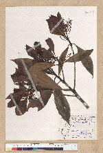 Machilus psendolongifolia Hayata 假長葉楠