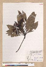 Machilus japonica Siebold et Zucc. var. kusanoi (Hayata) Liao 大葉楠