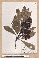 Machilus japonica Siebold et Zucc. var. kusanoi (Hayata) Liao 大葉楠