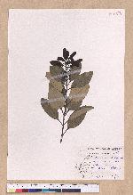 Cinnamomum tenuifolium Sugimoto forma nervosum (Meissn.) Hara 天竺桂