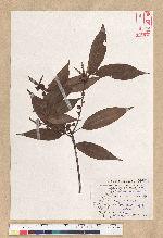Neolitsea aciculata (Blume) Koidz. var. variabillima (Hayata) J. C. Liao 變葉新木薑子