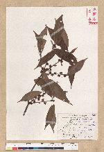 Neolitsea aciculata (Blume) Koidz. var. variabillima (Hayata) J. C. Liao 變葉新木薑子