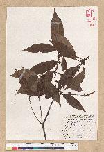 Neolitsea aciculata (Blume) Koidz. var. variabillima (Hayata) J. C. Liao 變葉新木薑子